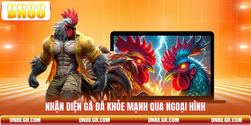 Nhận diện gà đá khỏe mạnh qua ngoại hình